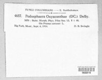 Podosphaera clandestina var. clandestina image